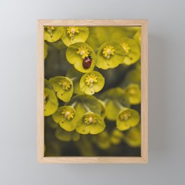 Ladybird, ladybird. Framed Mini Art Print