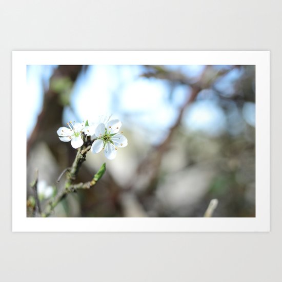 Flowers Art Print