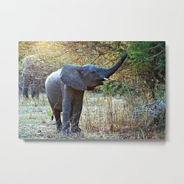 African Baby Elephant Acacia Tree Forest Africa Metal Print | Fauna, Baby, Tree, Acacia, Safari, African, Riverbank, Africanelephant, Animal, River 