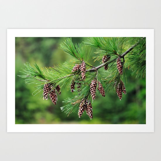 Pine cones Art Print