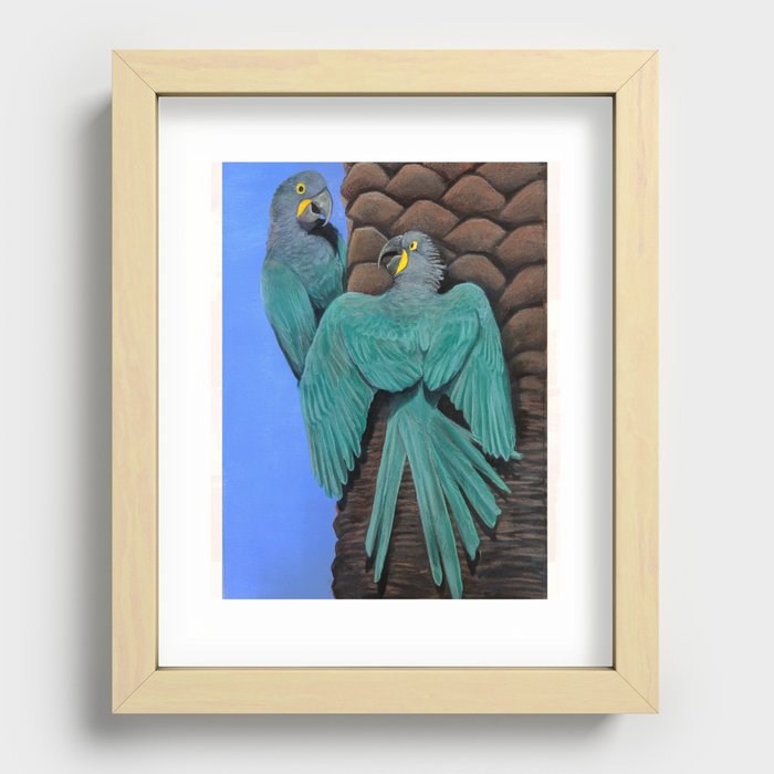 Glaucous Macaw Recessed Framed Print
