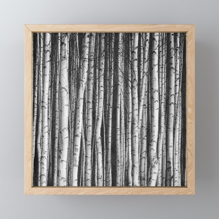 Birch || Framed Mini Art Print