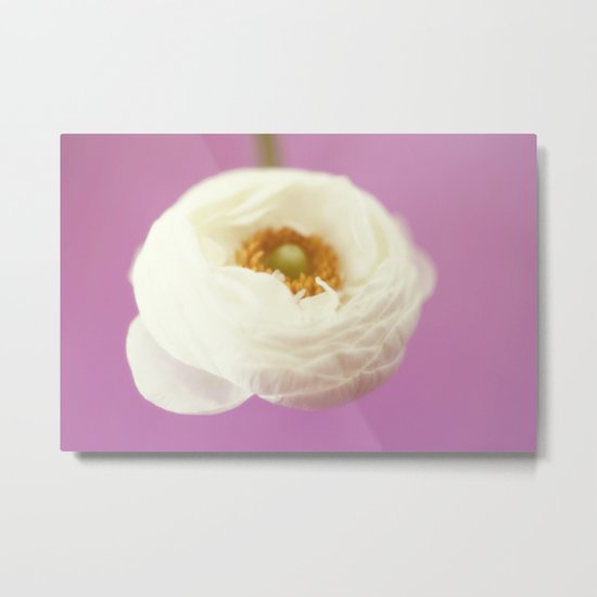 white rununculus Metal Print