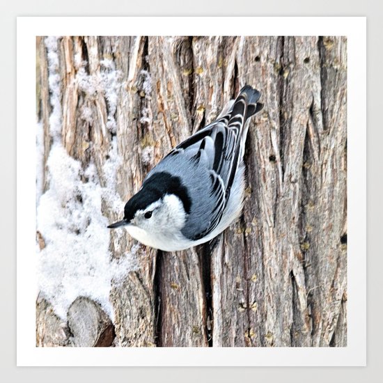 White-breasted Nuthatch Art Print