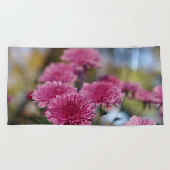 Rosy Chrysanthemum with gold leaves, blue sky Beach Towel