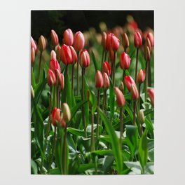 Tulips, tulips.. i know... tulips Poster