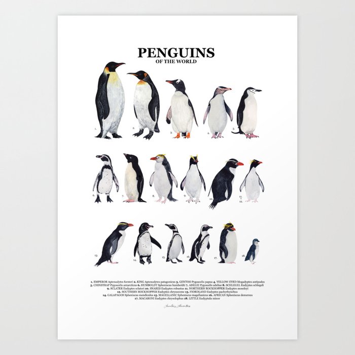 PENGUINS of the world-poster heights Art Print