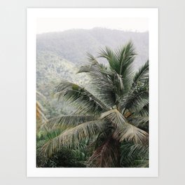 Coconut Palm Tree | Jungle Cuba Art Print