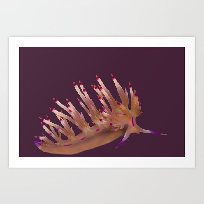 Coryphellina rubrolineata (red-lined flabellina nudibranch) Art Print