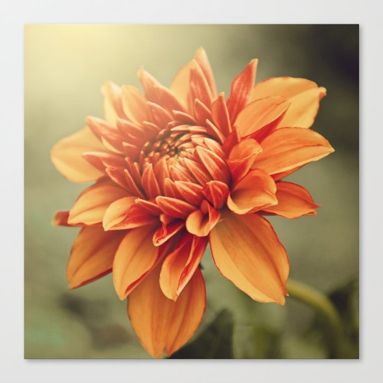 Orange Dahlia #2 * Garden Flowers Floral Blossom Nature Canvas Print