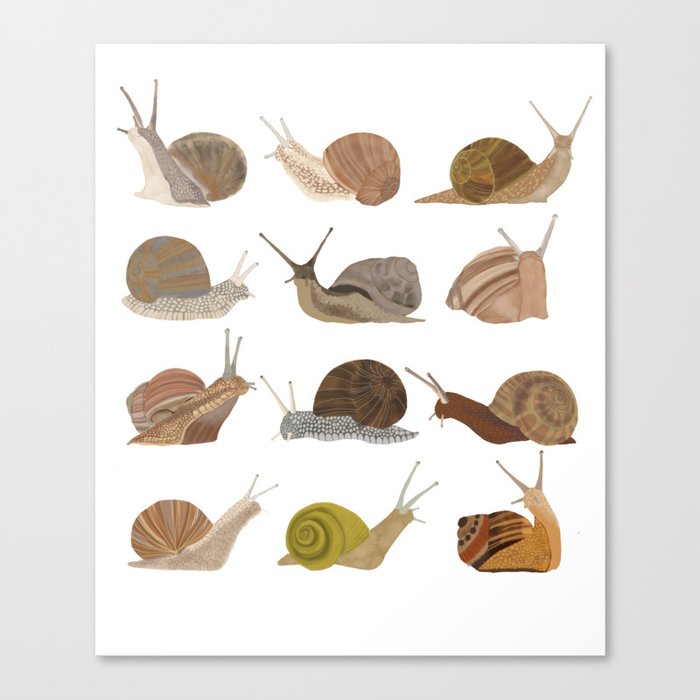 Snails Canvas Print