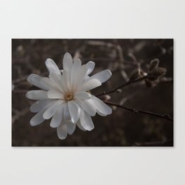 Solitary Canvas Print