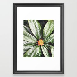 Foliage Framed Art Print