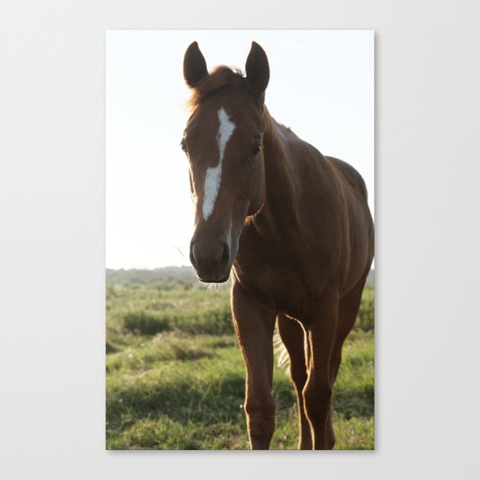 Brown Filly Foal Horse Portrait Canvas Print