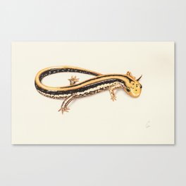 Salamander Canvas Print