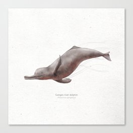  Ganges river dolphin scientific illustration art print Canvas Print