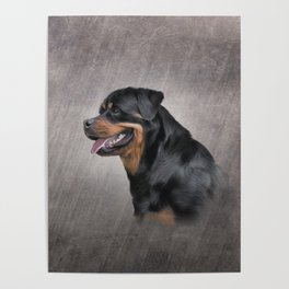 Drawing dog rottweiler Poster