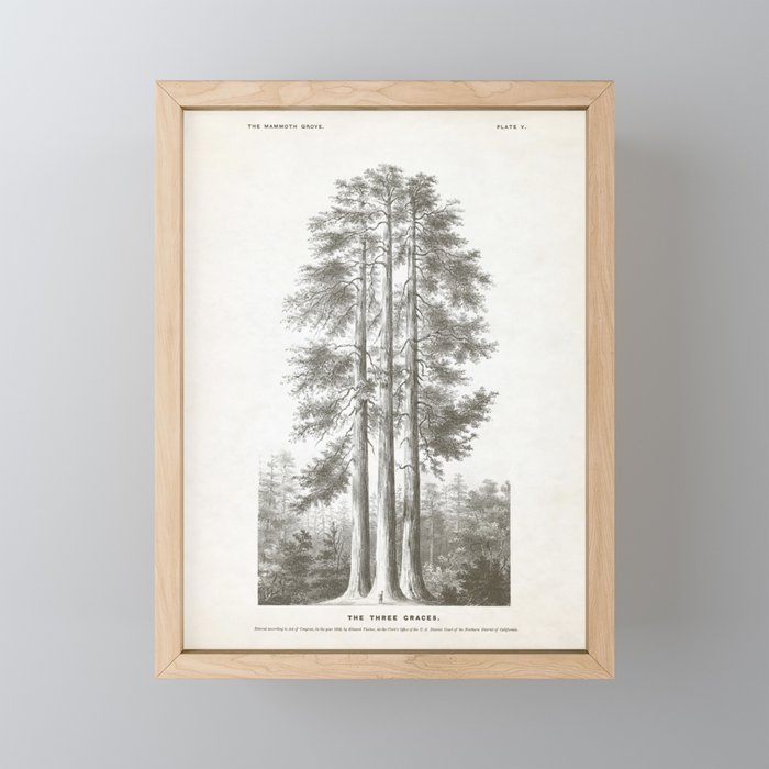 Sequoia Tree Illustration - The Three Graces at Mariposa Grove in Yosemite National Park Framed Mini Art Print