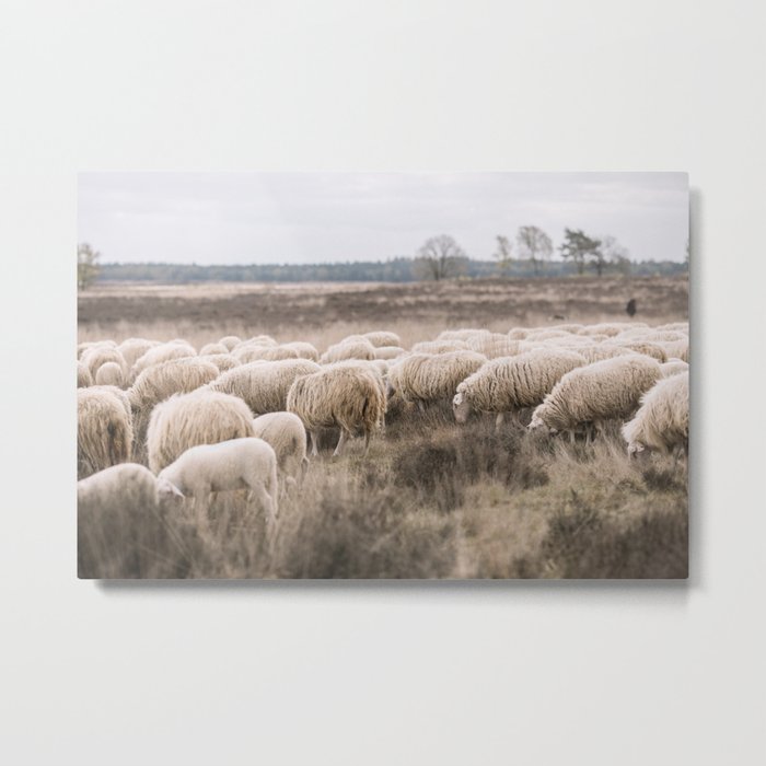 Landscape of Sheep Metal Print