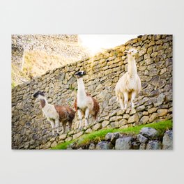 Llamas at Machu Picchu Canvas Print