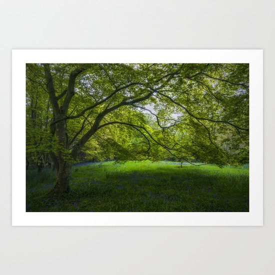 Bluebell Meadow Art Print