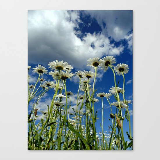Daisies Canvas Print