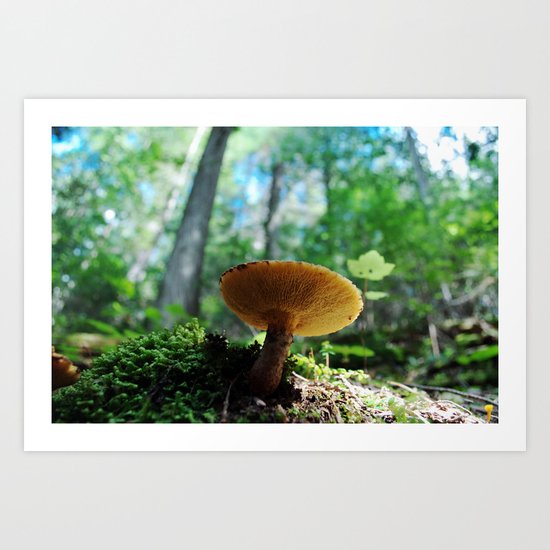 forest floor Art Print