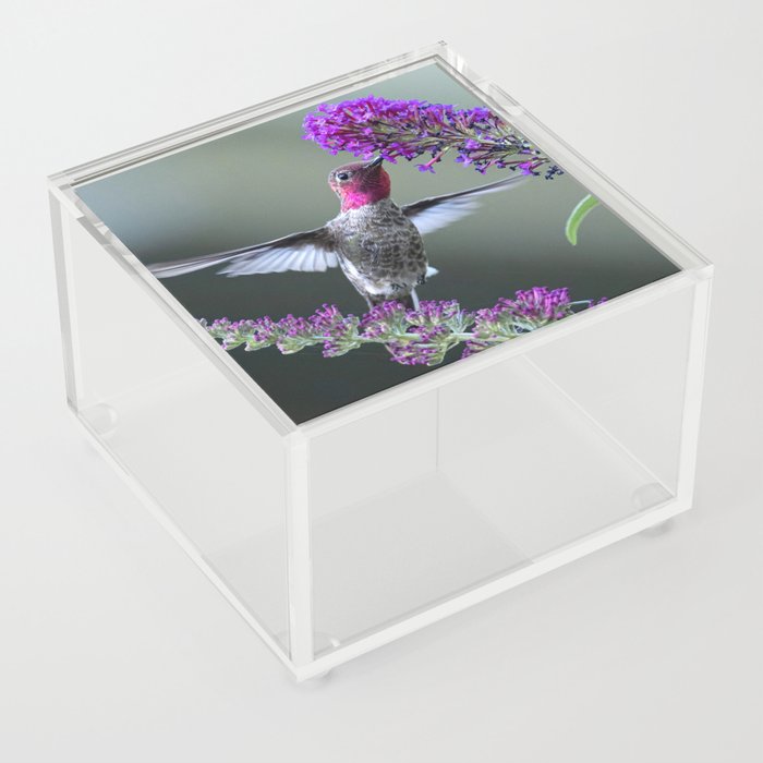 Male Anna'a Hummingbird on Butterfly Bush Acrylic Box