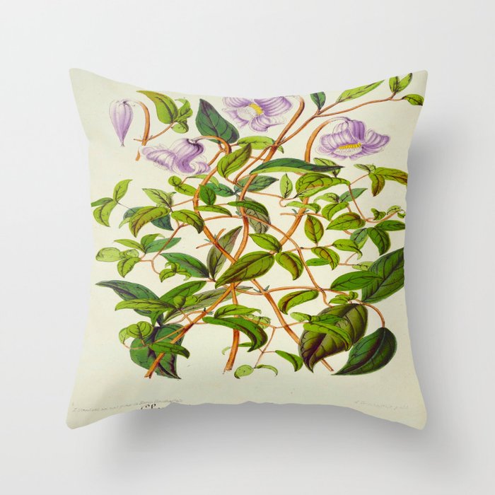 Clematis Campaniflora Vintage Botanical Floral Flower Plant Scientific Illustration Throw Pillow