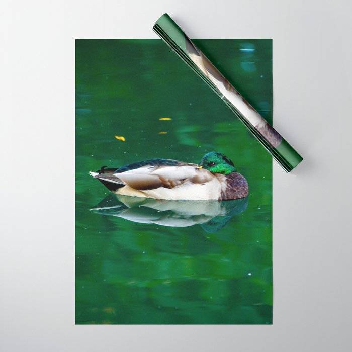 Beautiful elegant duck swimming in green lake water Wrapping Paper