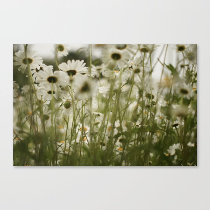 white daisies :) Canvas Print
