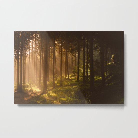 Morning forest Metal Print
