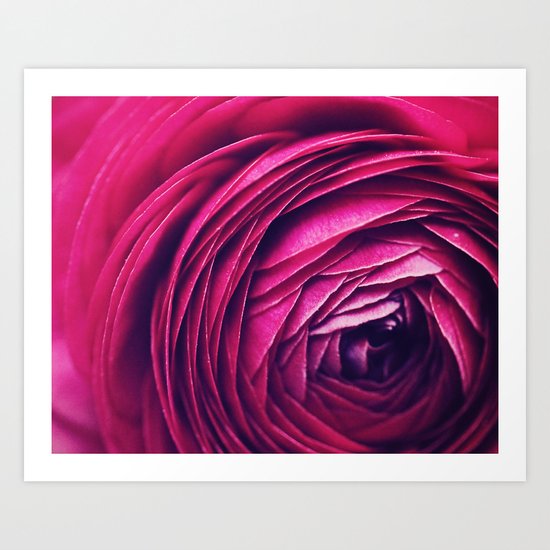 Ranunculus Art Print
