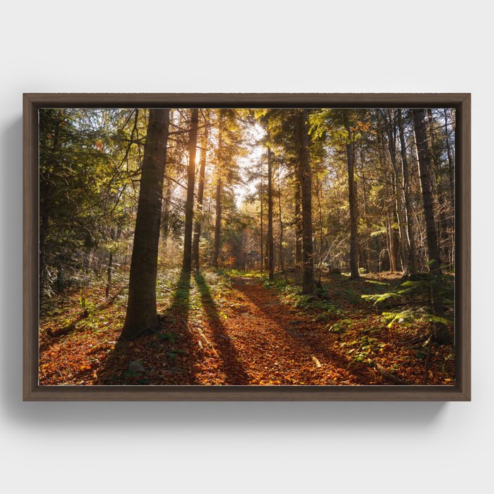 Sunny forest Framed Canvas