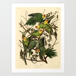 Carolina Parrot Art Print