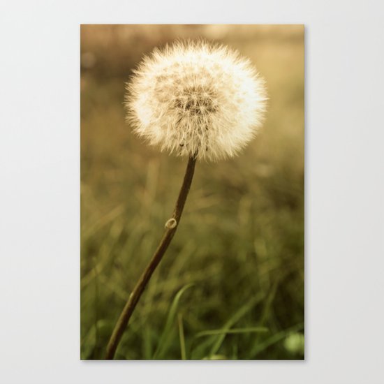 Dandelion Canvas Print