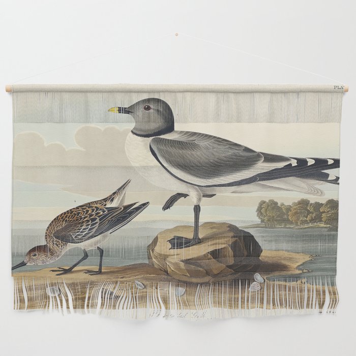 Fork-tailed Gull from Birds of America (1827) by John James Audubon  Wall Hanging
