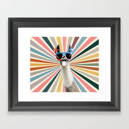 Bubble gum llama sunglasses in sun retro Framed Art Print