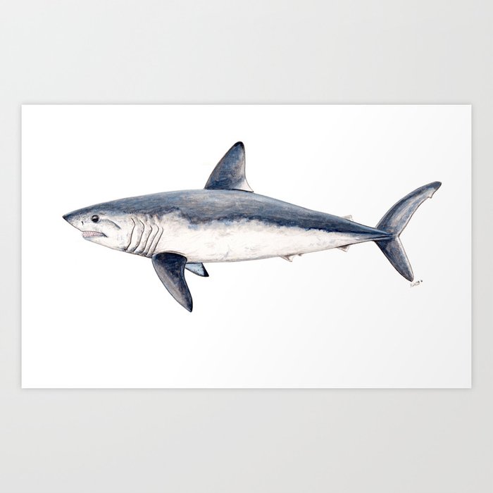 Porbeagle shark (Lamna nasus) Art Print