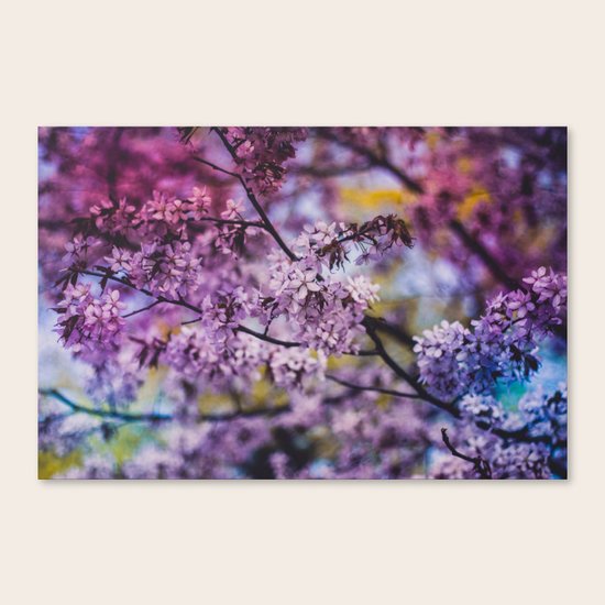 Spring Bloom Canvas Print