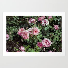 Vintage Pink Roses on Film - 35 mm Photograph Art Print