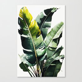 Banana Leaves  Canvas Print