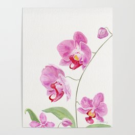 Orchid Poster