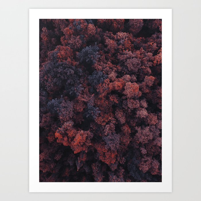 Red Forest | Aerial Photography  Art Print