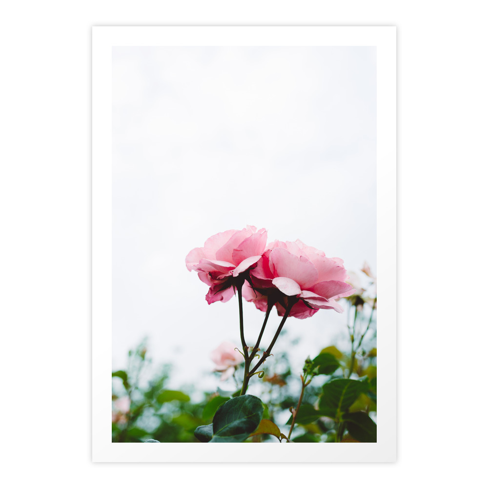 Pink Roses Society6 Decor Buyart Art Print by thankyou