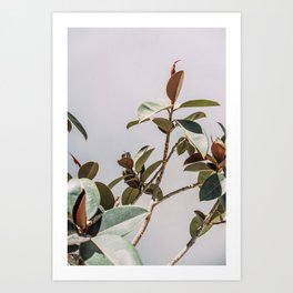 Minimalist Plant on Grey Background - Modern Scandinavian Photography Art Print