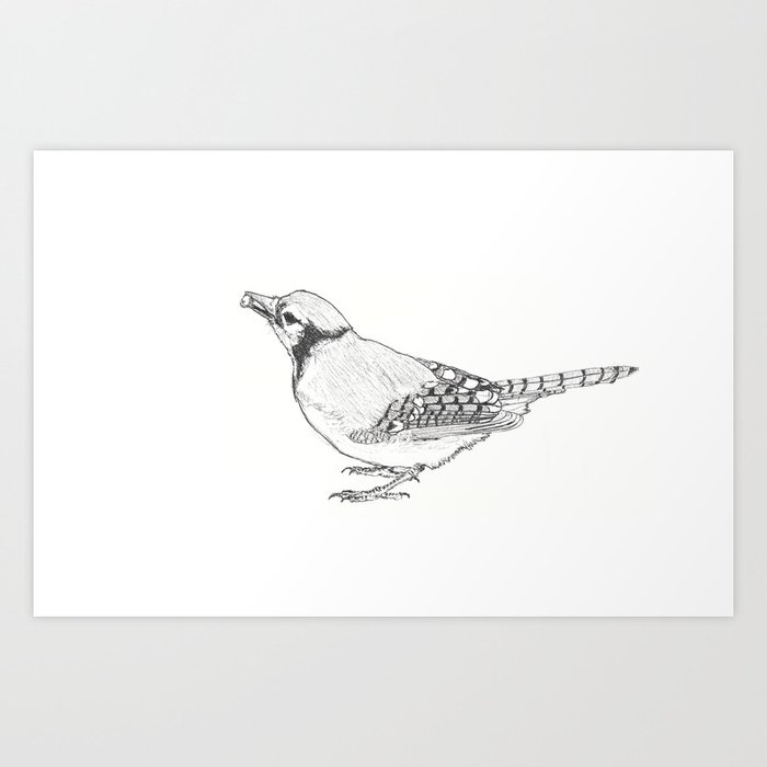 BLACK AND WHITE BLUE JAY Art Print