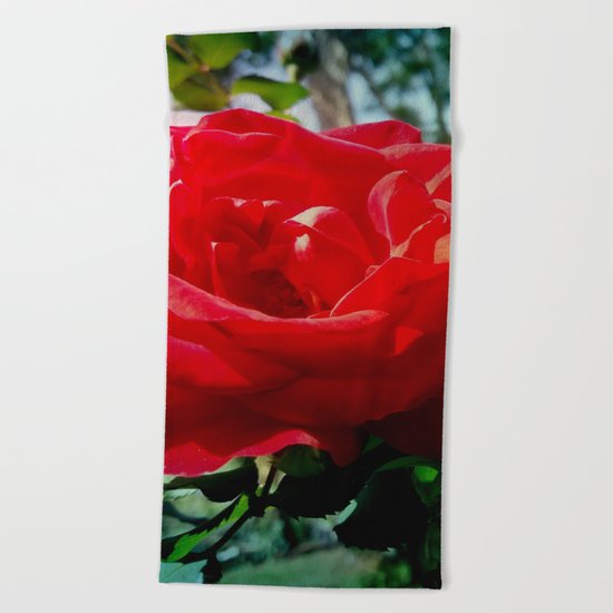 Red rose Beach Towel