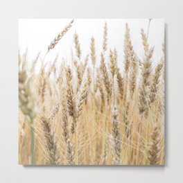 Harvest Wheat Field Metal Print