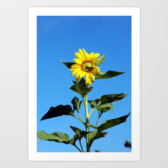 Sun Flower Art Print